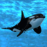 Icon of the asset:Killer_Whale_Model