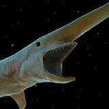 Icon of the asset:Goblin Shark