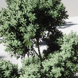 Icon of the asset:HDRP Tree Pack 16 (HighPoly)