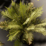 Icon of the asset:Ferns Package