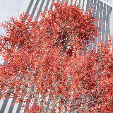 Icon of the asset:HDRP Tree Pack 4 (HighPoly)