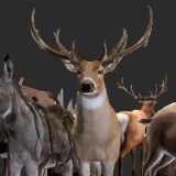 Icon of the asset:Realistic Animals BIG PACK