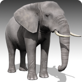Icon of the asset:African Elephant Animated