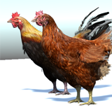 Icon of the asset:Chicken/Hen and rooster