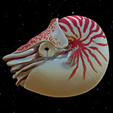 Icon of the asset:Nautilus : Deep Sea Life