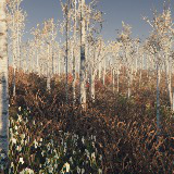 Icon of the asset:Stylized Birch Forest Environment