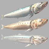 Icon of the asset:Sardine