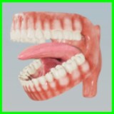 Icon of the asset:Human Teeth - Rigged