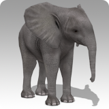 Icon of the asset:African Elephant Calf