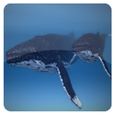 Icon of the asset:Humpback Whale
