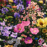 Icon of the asset:PBR Flower