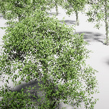 Icon of the asset:HDRP Tree Pack 10 (HighPoly)