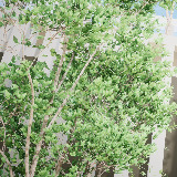 Icon of the asset:HDRP Tree Pack 6 (HighPoly)