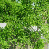 Icon of the asset:HDRP Tree Pack 3 (HighPoly)
