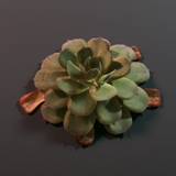 Icon of the asset:Succulents Package