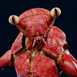 Icon of the asset:Crab monster