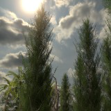 Icon of the asset:Pro Realistic Trees and Foliages Pack (Mobile-Friendly)