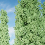 Icon of the asset:HDRP Tree Pack 14 (HighPoly)