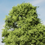 Icon of the asset:HDRP Tree Pack (HighPoly)