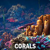 Icon of the asset:Corals