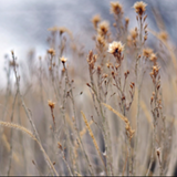 Icon of the asset:Photographic Grass HDRP