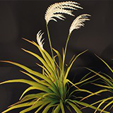 Icon of the asset:Versatile Grasses